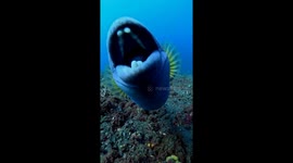 Titan Triggerfish Protects Its Nest