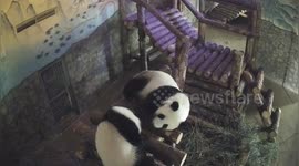Adorable panda cub unable to sleep annoys sleepy mum instead