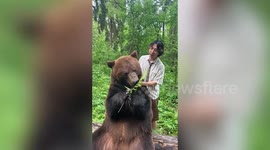 Daring man plays accordion in front of docile bear
