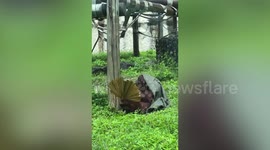 Orangutan cools off by fanning itself during hot weather