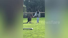 Don't go human! Baby kangaroo holds woman's hand