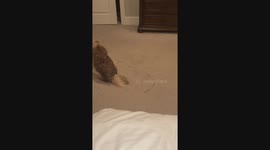 Moose the Havanese turns carpet into a personal butt scrubber