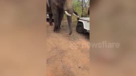 Tiger finally captured after it killed villager a month ago in central India