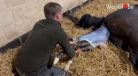 Compassionate man aids uneasy mare in delivering healthy colt