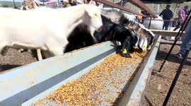 Livestock market stagnates amid inflation in Türkiye's Ankara as Eid approaches
