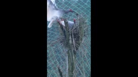 Crested ibis hatched in China's Jiangxi