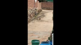 Chinese Duck Chases Its Egg on Country Slope
