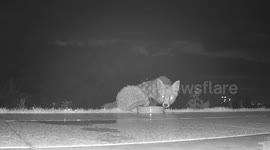 Night-time camera captures foxes and hedgehog sharing meal