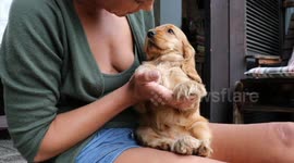 Heartwarming Moment When This Cocker Spaniel Puppy Finds His Forever Home