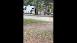 Curious black bear captured in Revelstoke encounter