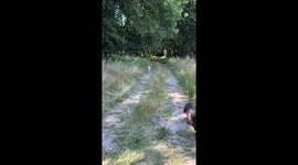 Unexpected doggie takedown: hilarious moment in Tomiño