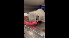 Kitten Mitzie melts hearts with adorable food nap