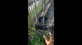Dacha pals: bulldog buddies playfully connect through barrier