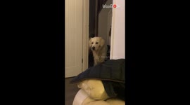 Paws in reverse: Fearful canine confronts the doorway with a backward stride