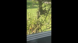 Wren Mom and Dad Feed 4 Baby Birds Worm - Close Up!