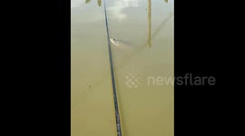 China: The Elusive Catch: A Fish's Teasing Antics