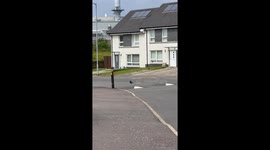 Winged athlete: Crow's imaginary soccer match on the road