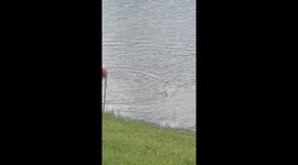 Swamp Puppy Steals Dogs Ball