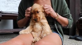 Heartwarming Moments When This Cocker Spaniel Puppy Finds His Forever Home