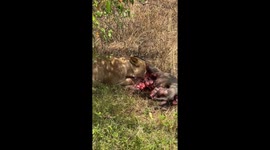 Lionness having dinner in its natural habitat in front of tourists in a safari in Kenya. The prey appears to be a wild boar.