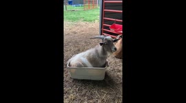 'If I Fits I Sits' - Goat