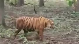 India: Officials successfully rescue tiger after it attacked villager