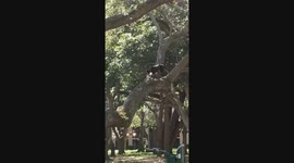 Dog In A Tree