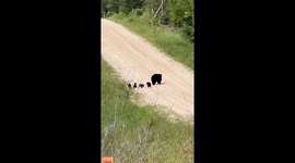 Mother Bear With Five Cubs In Mesick, Michigan