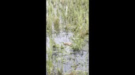 2 Playful Monitor Lizards are fighting with each others in the farming land.