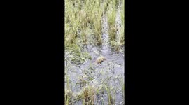 2 Monitor Lizard Are Doing Natural things in near redidental area