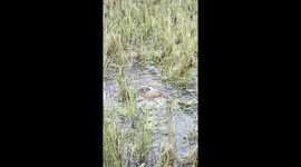 2 Monitor Lizard Are Playing Together