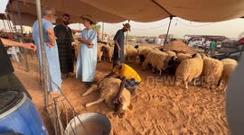 Libyans struggle to celebrate Eid al-Adha as livestock price increases