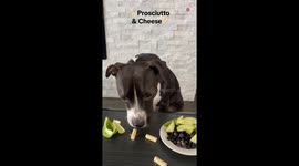 Perfect snack: Playful pup finds happiness in her snack time choices