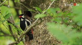 Woodpeckers feed their little one high in the oak tree