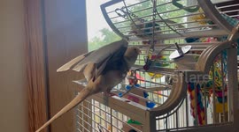 Yeti the cockatiel sings to himself in his mirror. Makes up his own tunes