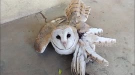 India: Rare bird draws villager's attention