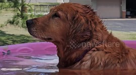 Hot and Humid Dog Days of Summer In Paducah, Kentucky