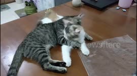 the cat plays the locking technique