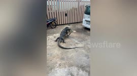 Monitor lizards wrestling over territorial fight causes damage in resident's home