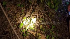 Giant Burmese python stuck in barbed wire after hunting family's cat rescued