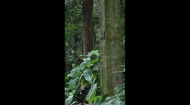 Square-shaped tree in southwest China's Yunnan