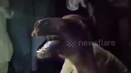 Farmer 'chops off camel's leg' for trespassing on his land in Pakistan