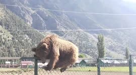 Brown bear stuck on fence while sleeping rescued by locals