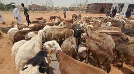 Sudanese embrace Eid al-Adha with soaring livestock price due to war