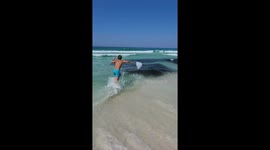 School of fish spotted off Florida coast amid shark attack concerns