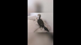 Baby hornbill seeks shelter from rain at ranger's dormitory in China's Yunnan
