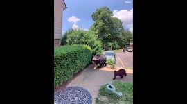 A Family Bears Comes To Visit