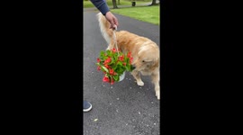 Golden Retriever Makes Gardening Difficult