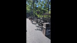 Goats Escape the Petting Zoo