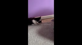 Curious cat unwinds measuring tape as if to record her own length
